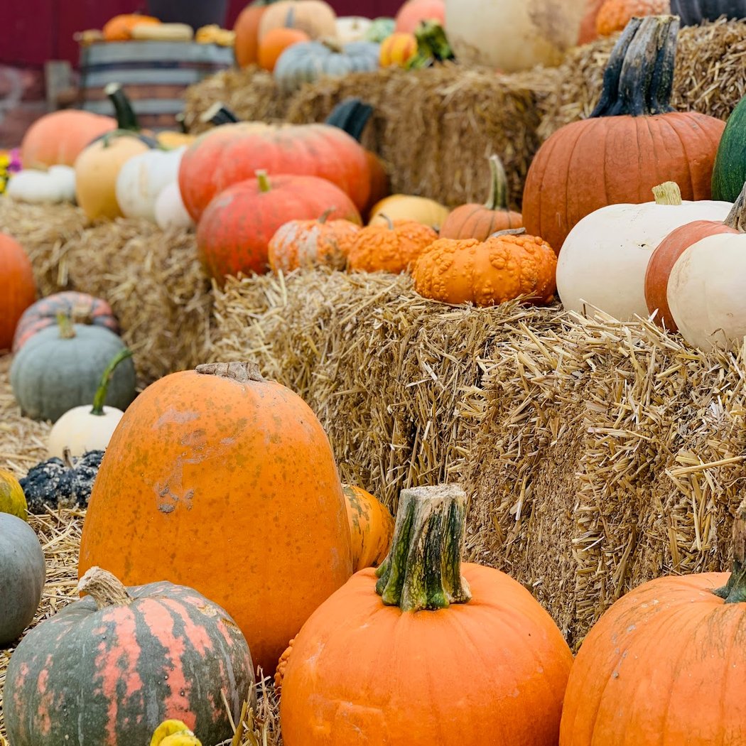 The Blast Corn Maze 1