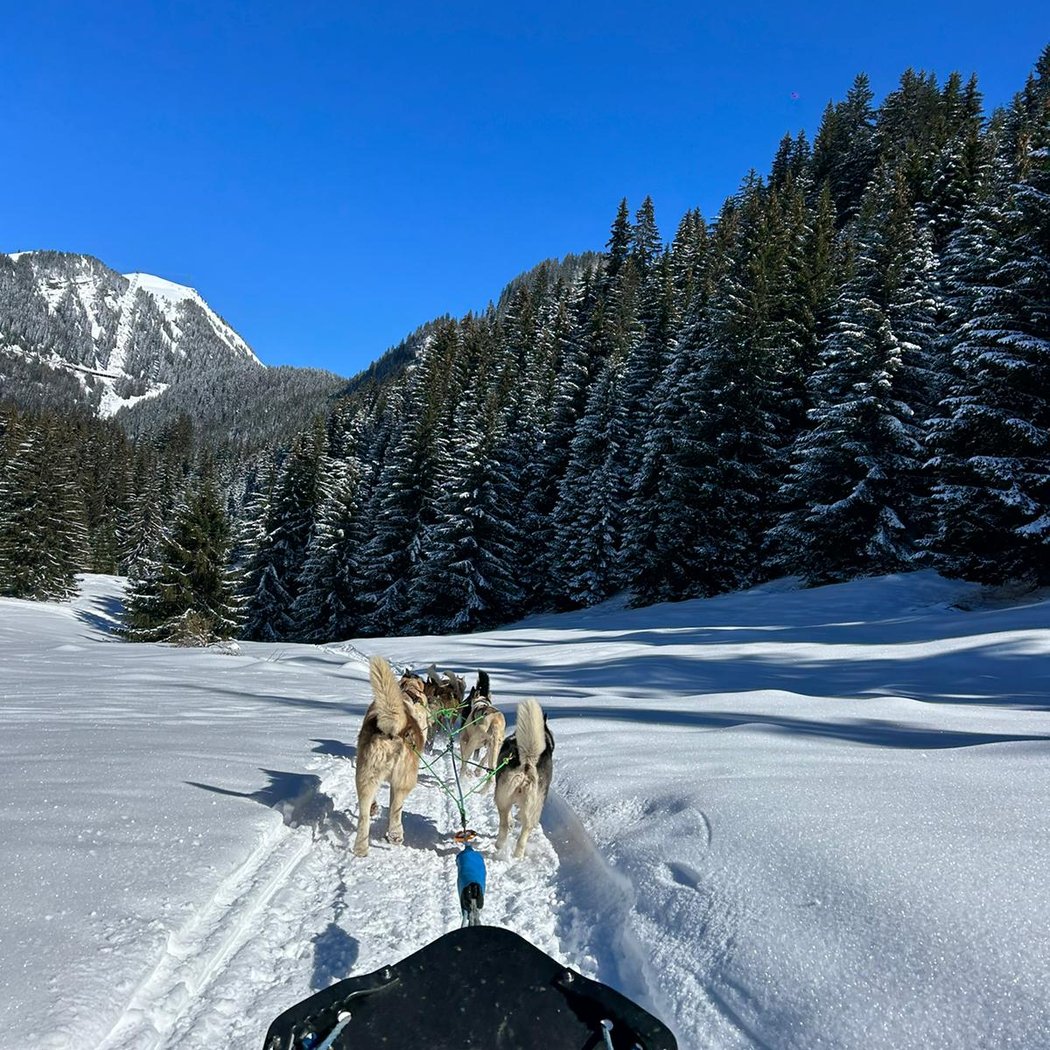 Antarctic Road | Sled Dog & Travel Dog | Traineau à chiens & Cani-balade 4