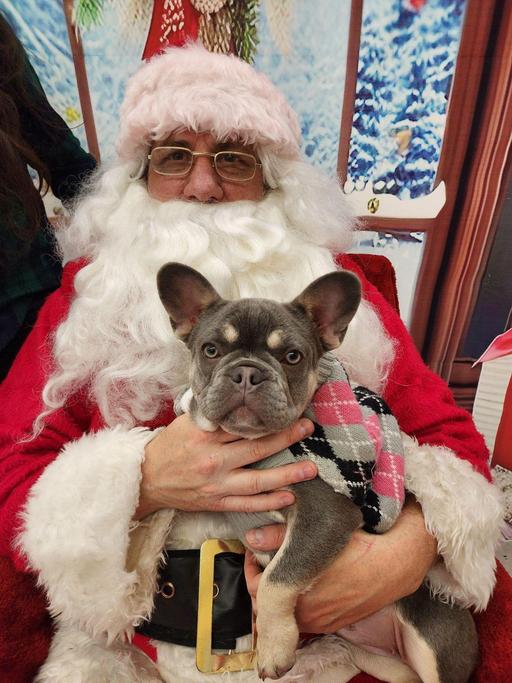 Pet Photos with Santa 1