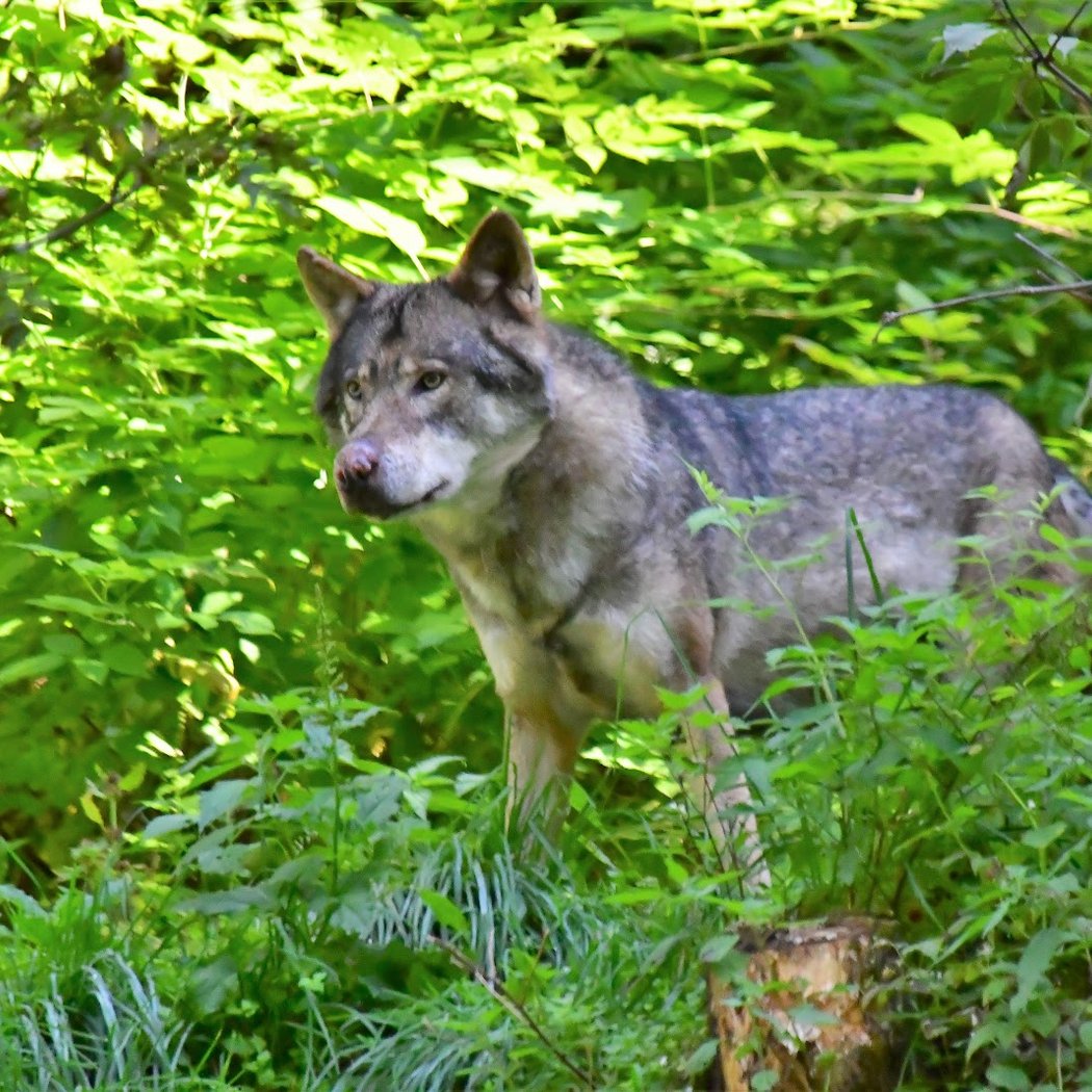 Alpha - Animal Park 3
