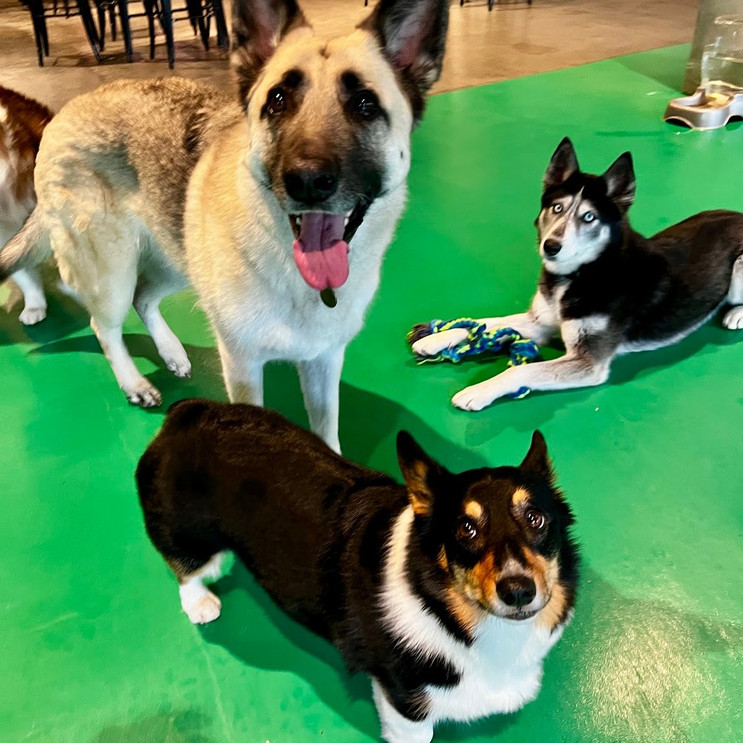 Wag & Bone 1