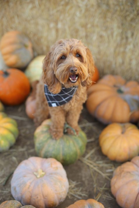 Cool Patch Pumpkins 1