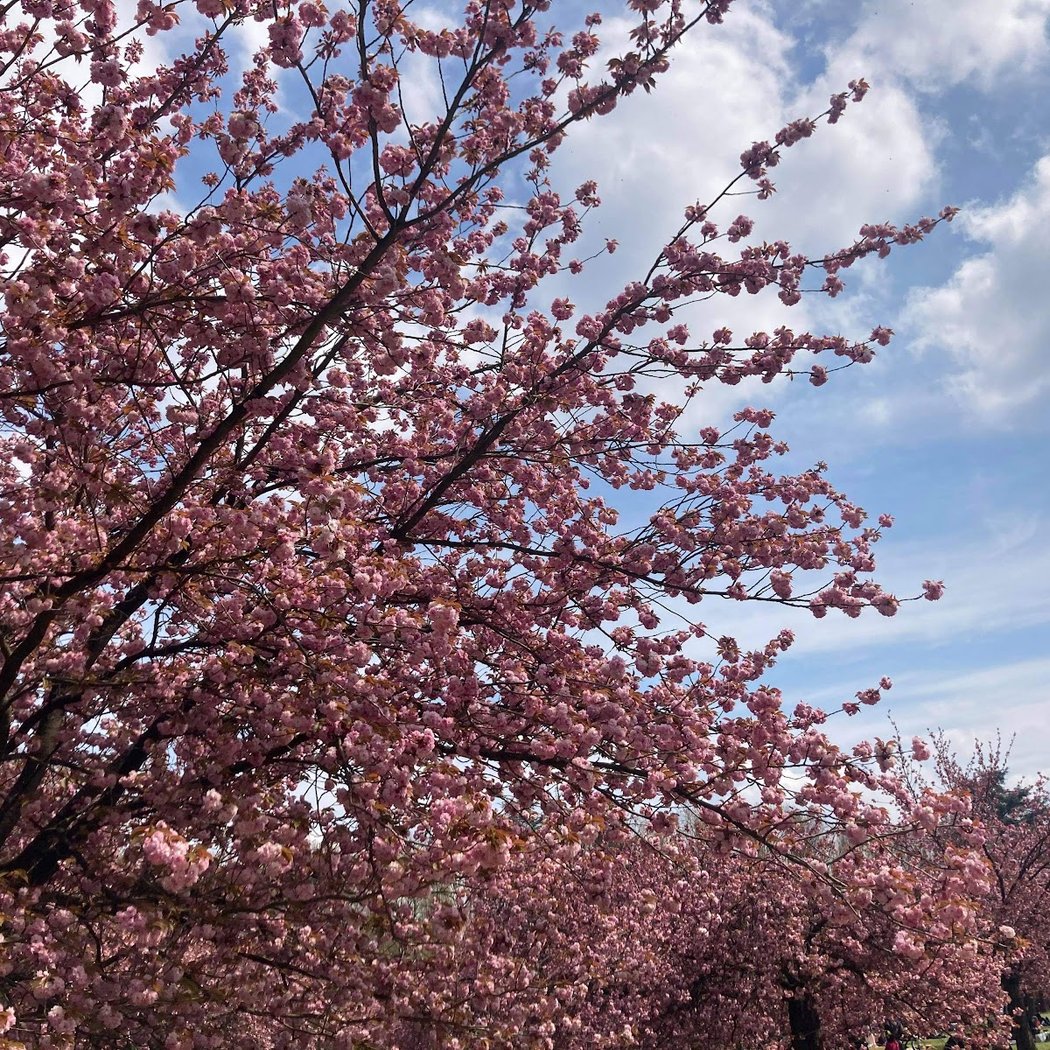 Pink sakura 1