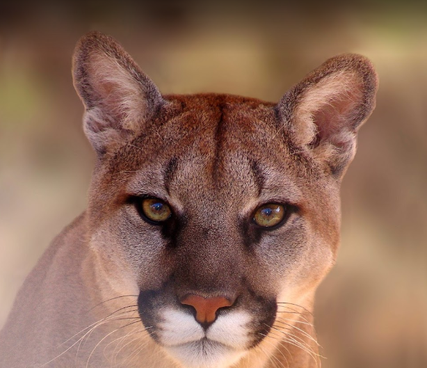 Walk With Wildlife Tour 1