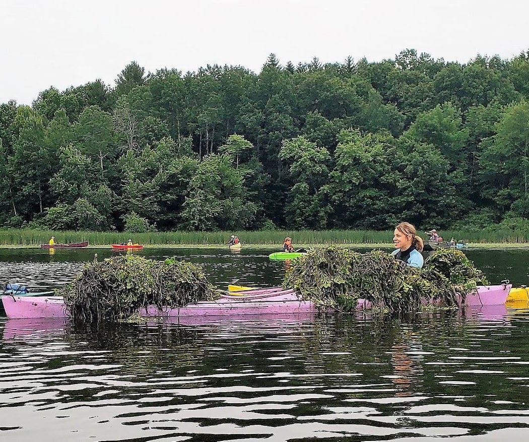 Water Chestnut Pull in Chicopee 3