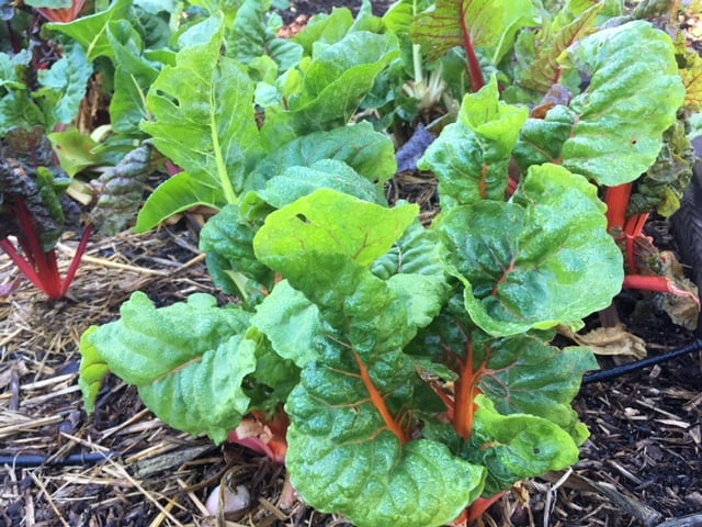 The Almost Eden Garden Project 2