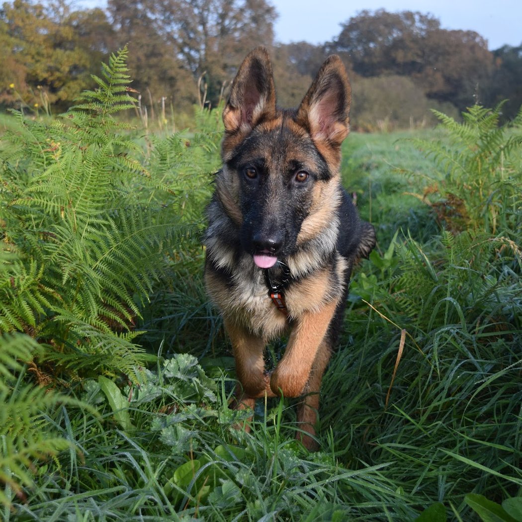Comport'Canin - Éducateur Comportementaliste Canin 1