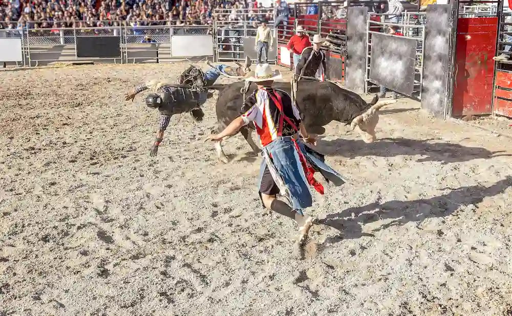 Cottage Grove Rodeo 3