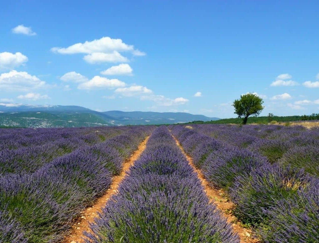 Lavender Trail 3