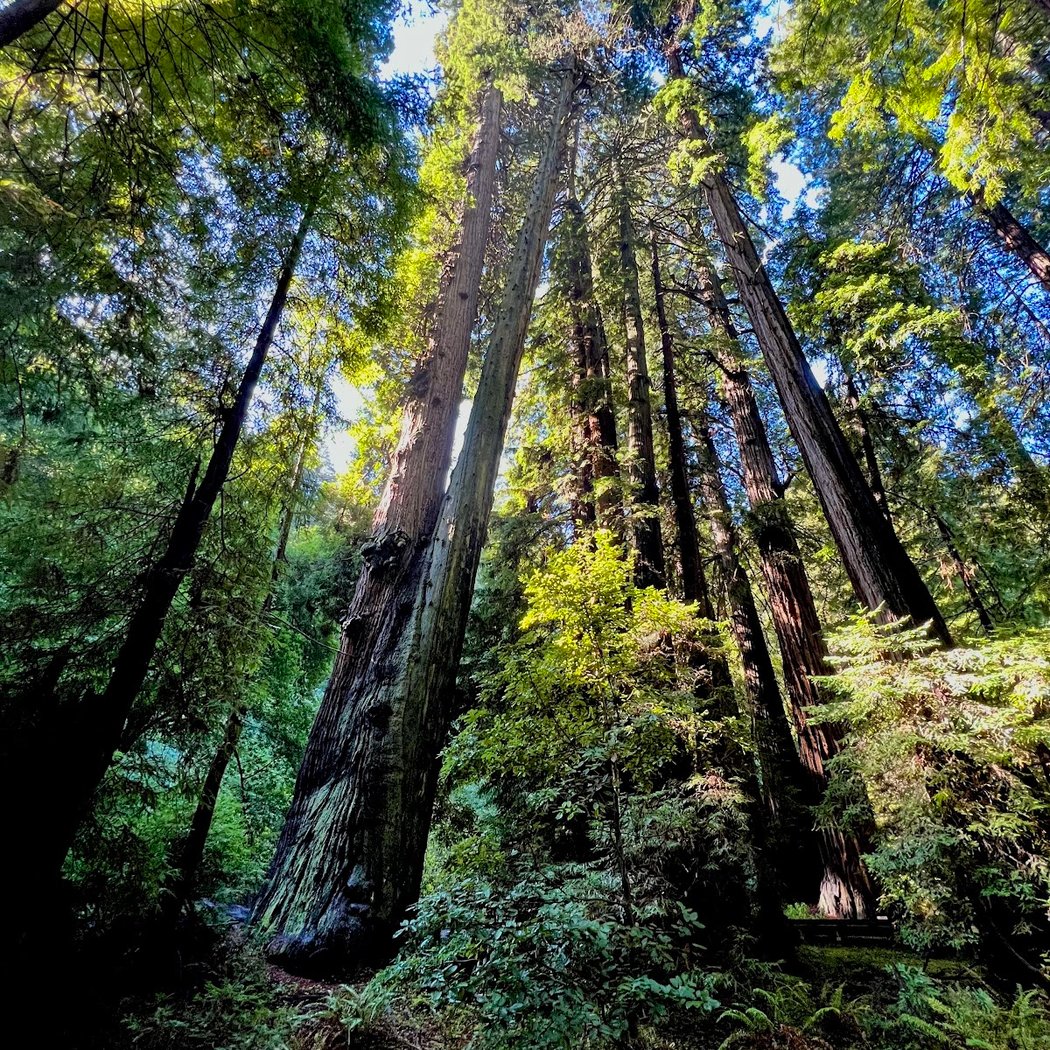 Canopy View to Lost Creek to Fern Creek Trails Loop 2