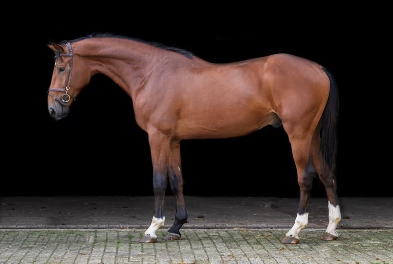 Aureliano Equestrian 2