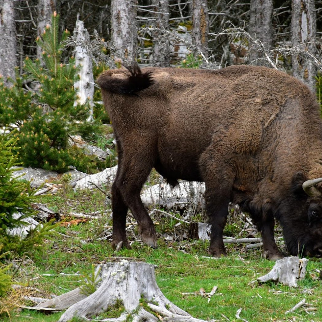 Reserve Bisons Margeride Europe 3
