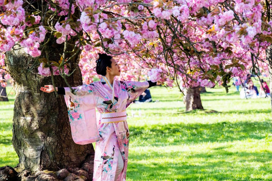 Hanami 1