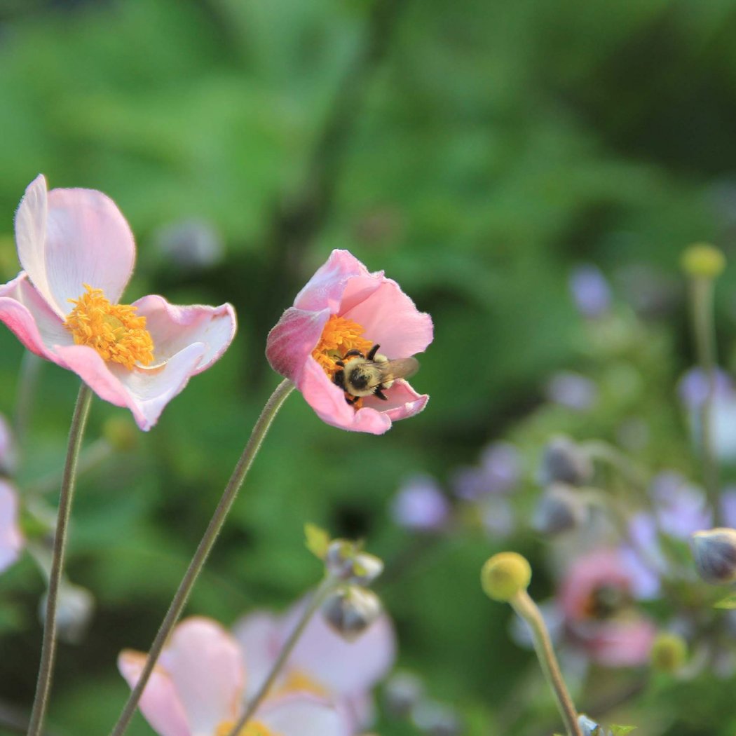 Bug Days of Summer 2