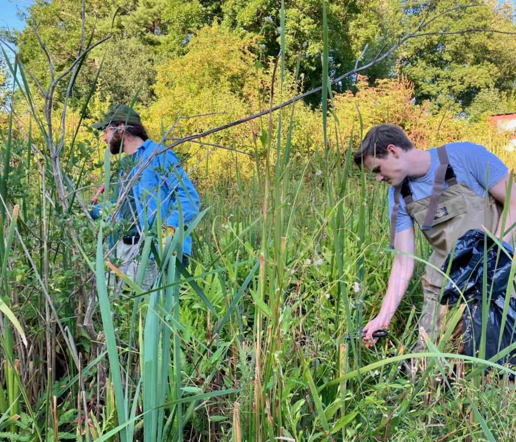 Invasive Cattail Removal 1