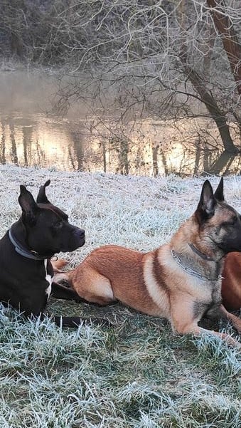 La meute d’Onyx – Educateur comportementaliste canin à Sartrouville et ses alentours 1