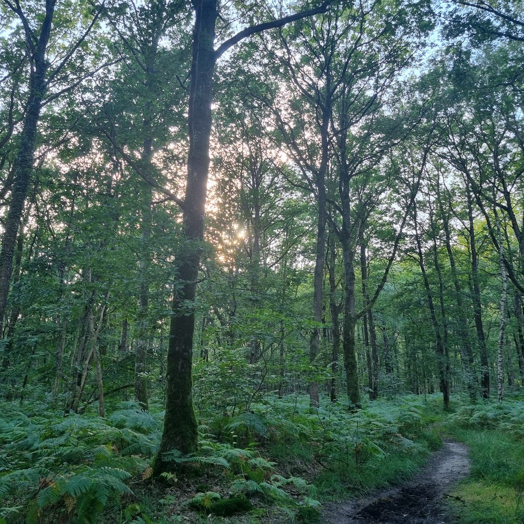 Découverte du Bois de l’Huisserie 1