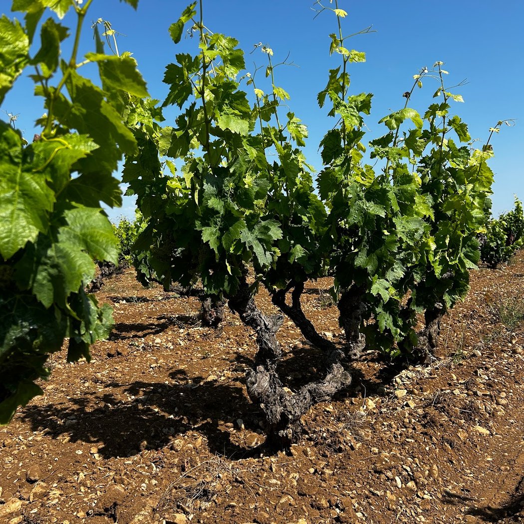 Domaine Balma d'Eole 2