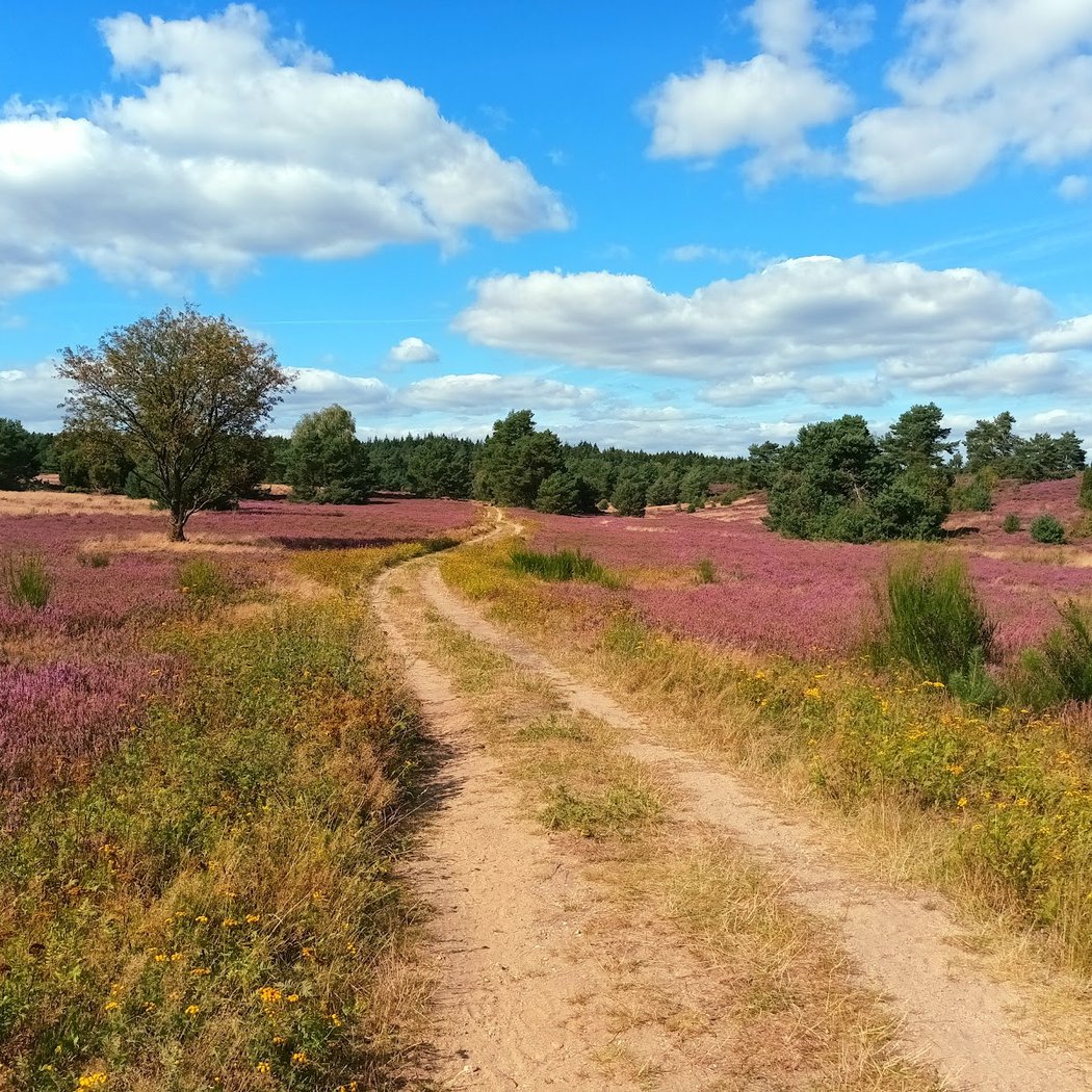 Lüneburg Heath 3