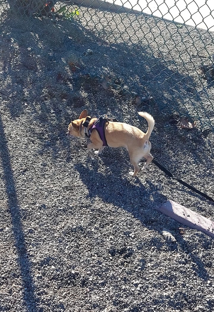 Markley Creek Dog Park 3