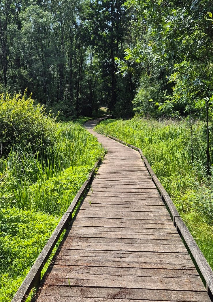 Passerelle Saint-Rachoux 1