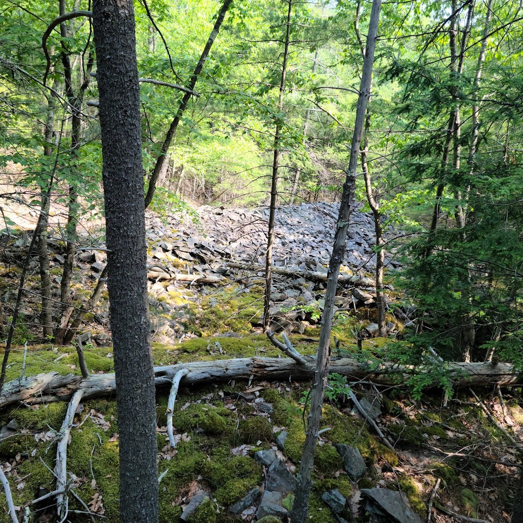 Bluestone Wild Forest 3