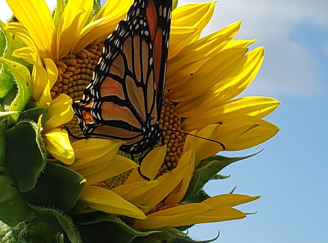 Sunflower Valley Farm 2