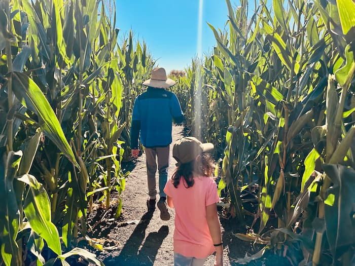 Petaluma Pumpkin Patch and Amazing Corn Maze 1