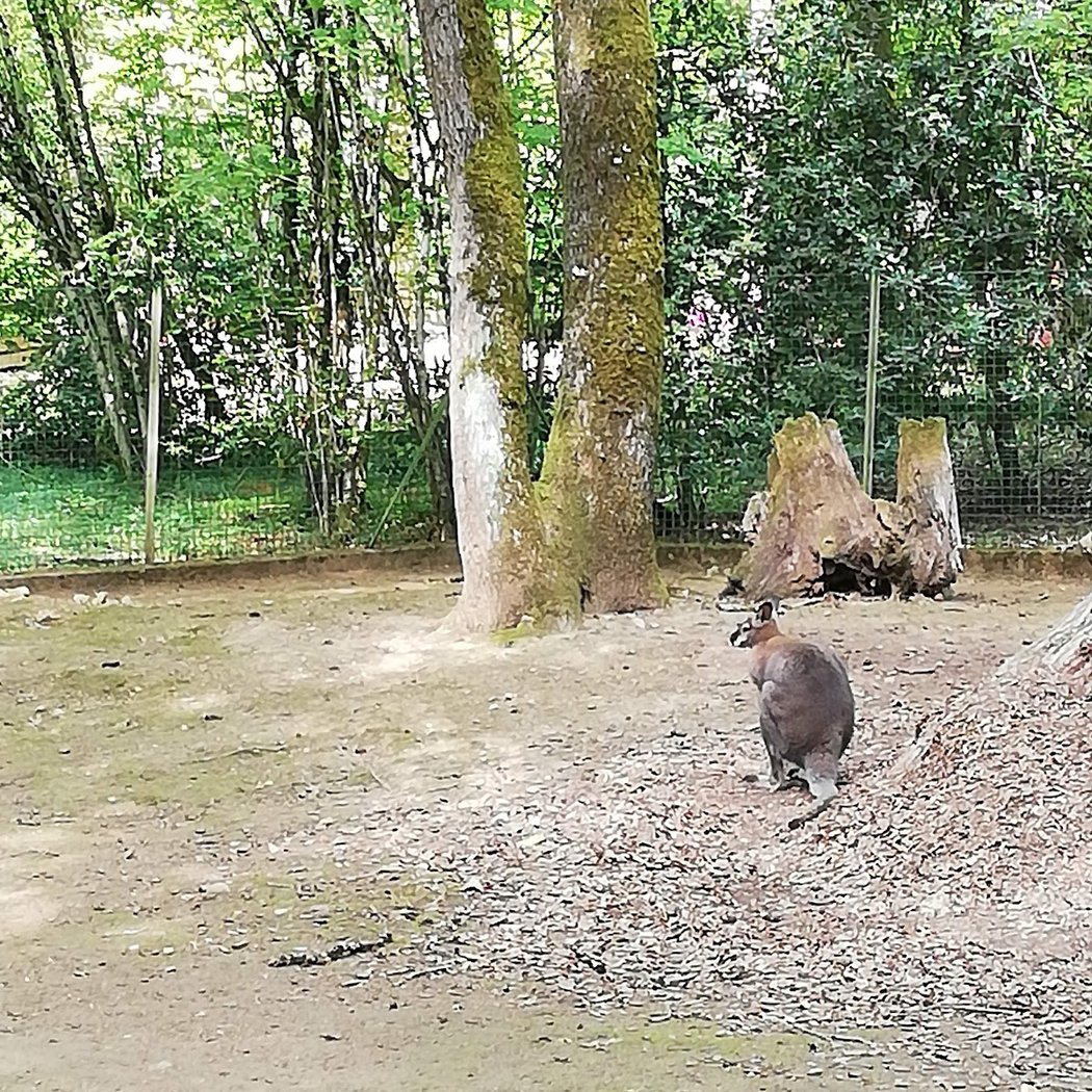 Bois de Saint-Pierre 2