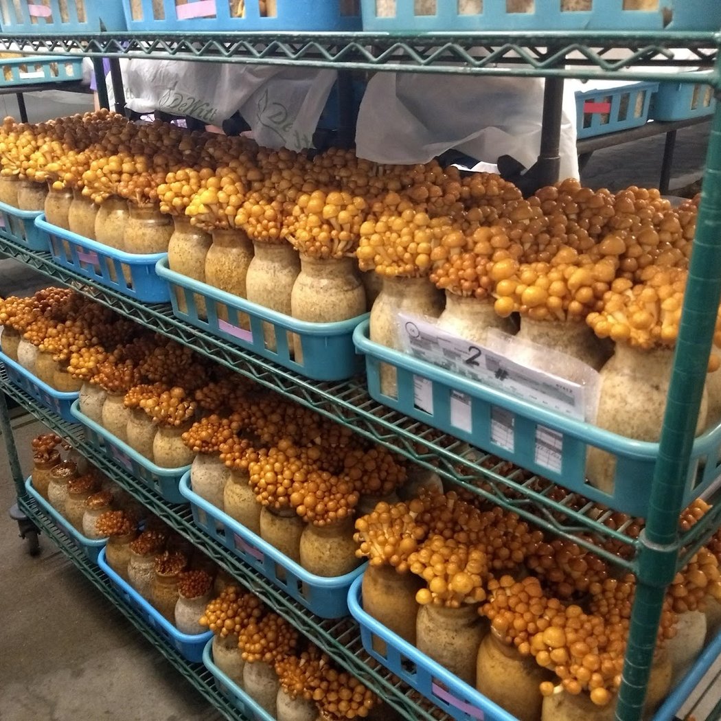 Gourmet Mushrooms Inc - Mycopia 3