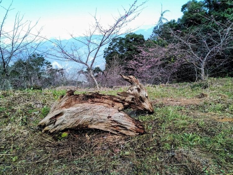 Morning Flow Tea ~ Wild Indigenous Taiwan Mountain 2
