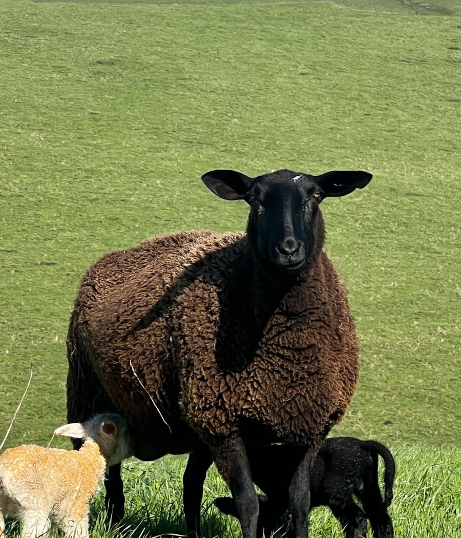 Toluma Farms & Tomales Farmstead Creamery 1