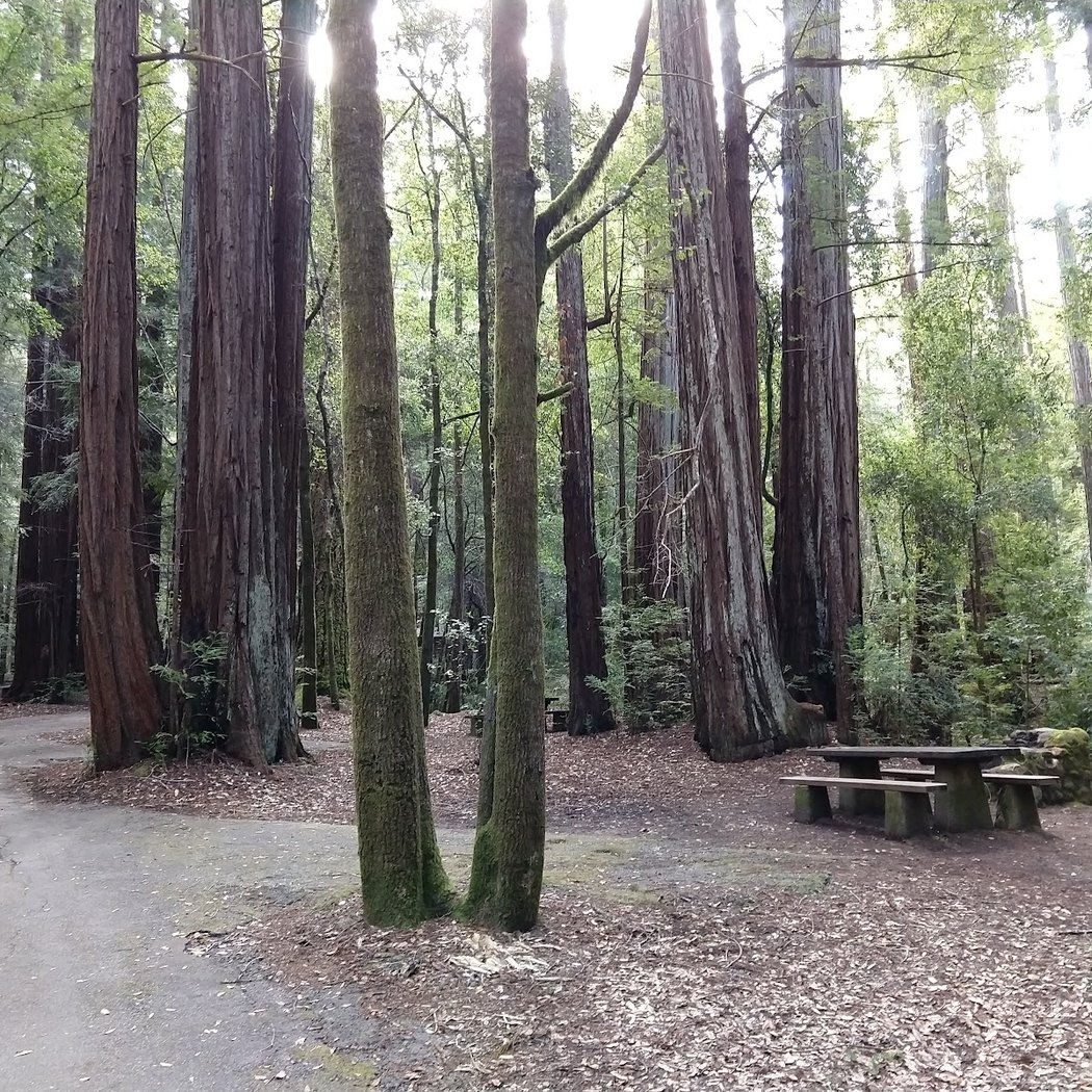 Point Group Camp, Portola Redwoods State Park 1