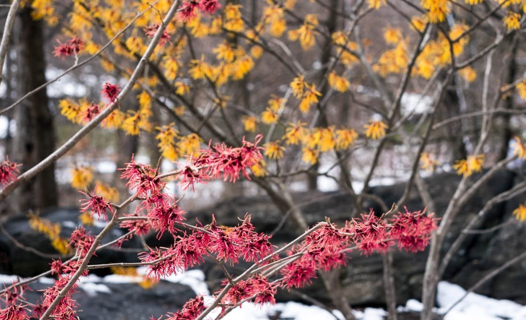 Winter Garden Highlights 1