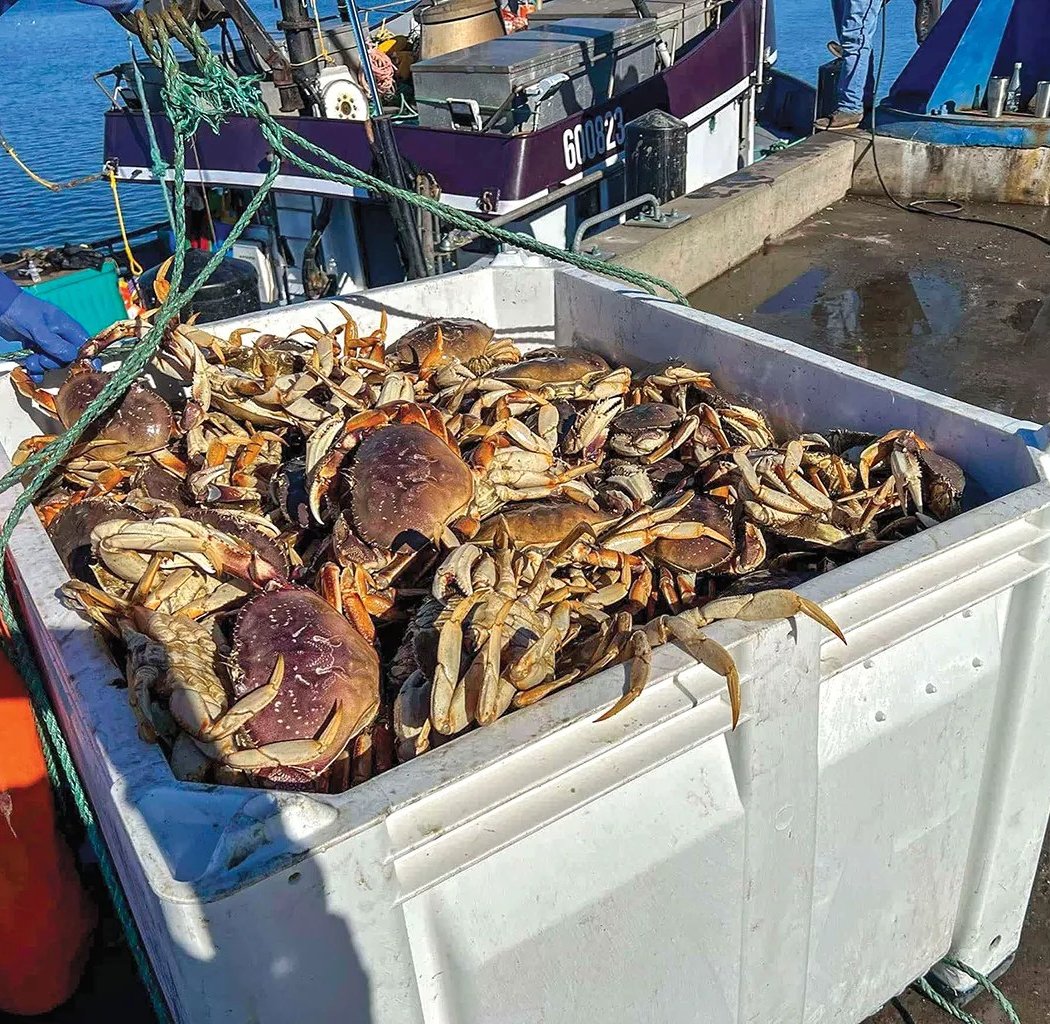 Humboldt Dockside Saturday Seafood Market 3