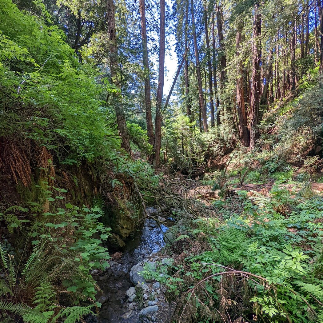 Steep Ravine Trail 3