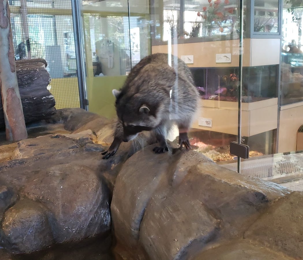 Randall Museum Meet an Animal Ambassador 1