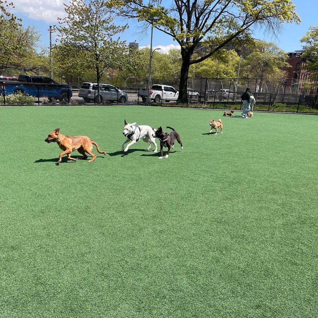 Marcy Green Dog Park 3