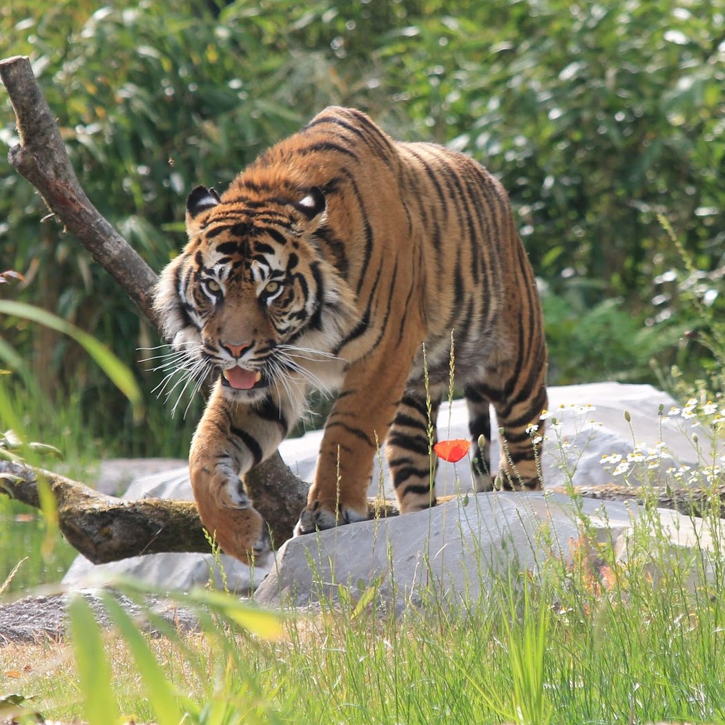 Zoo Amiens Métropole 1
