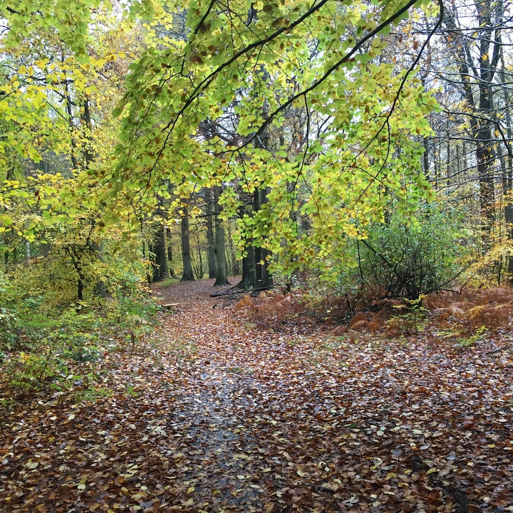 Forêt Domaniale de Carnelle 3