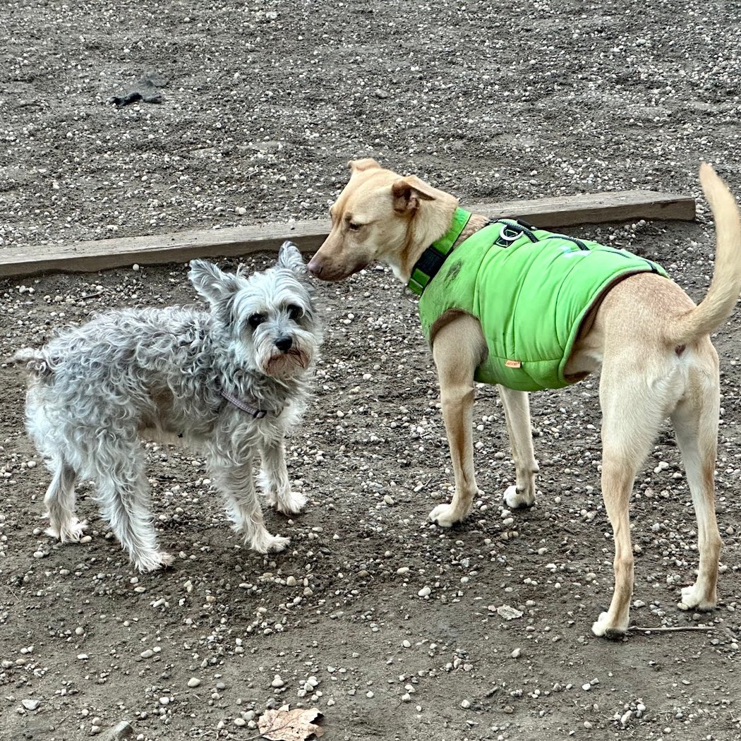 McGrowl-Lick Park Dog Run 3