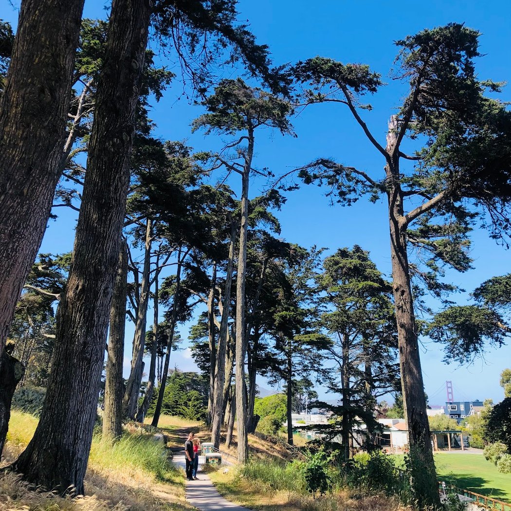 Lincoln Park 3
