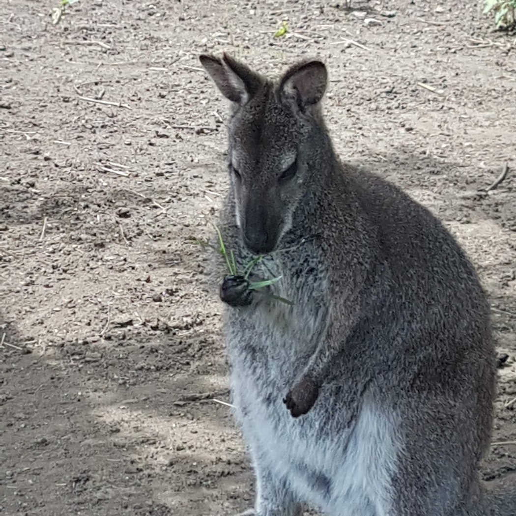 Animal Park EDENTARA 3