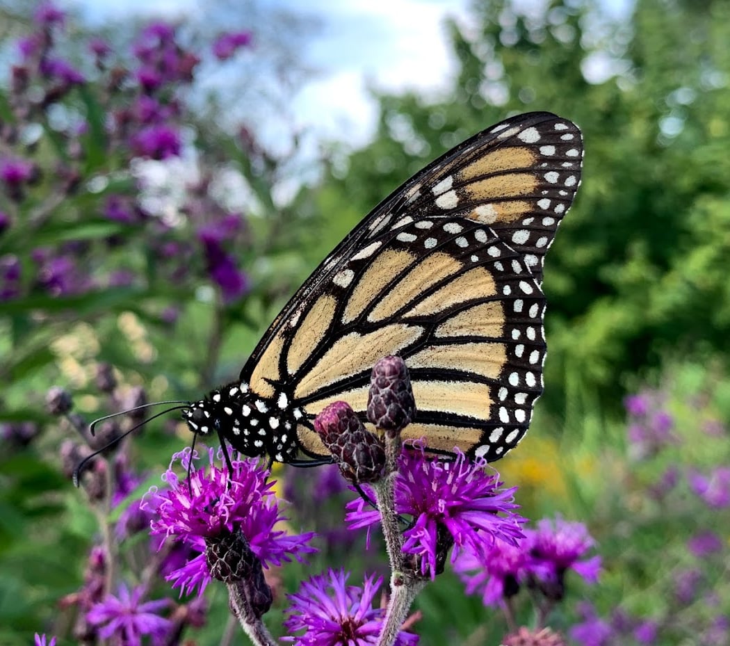 Greenview and Pioneer Woods Nature Area 1