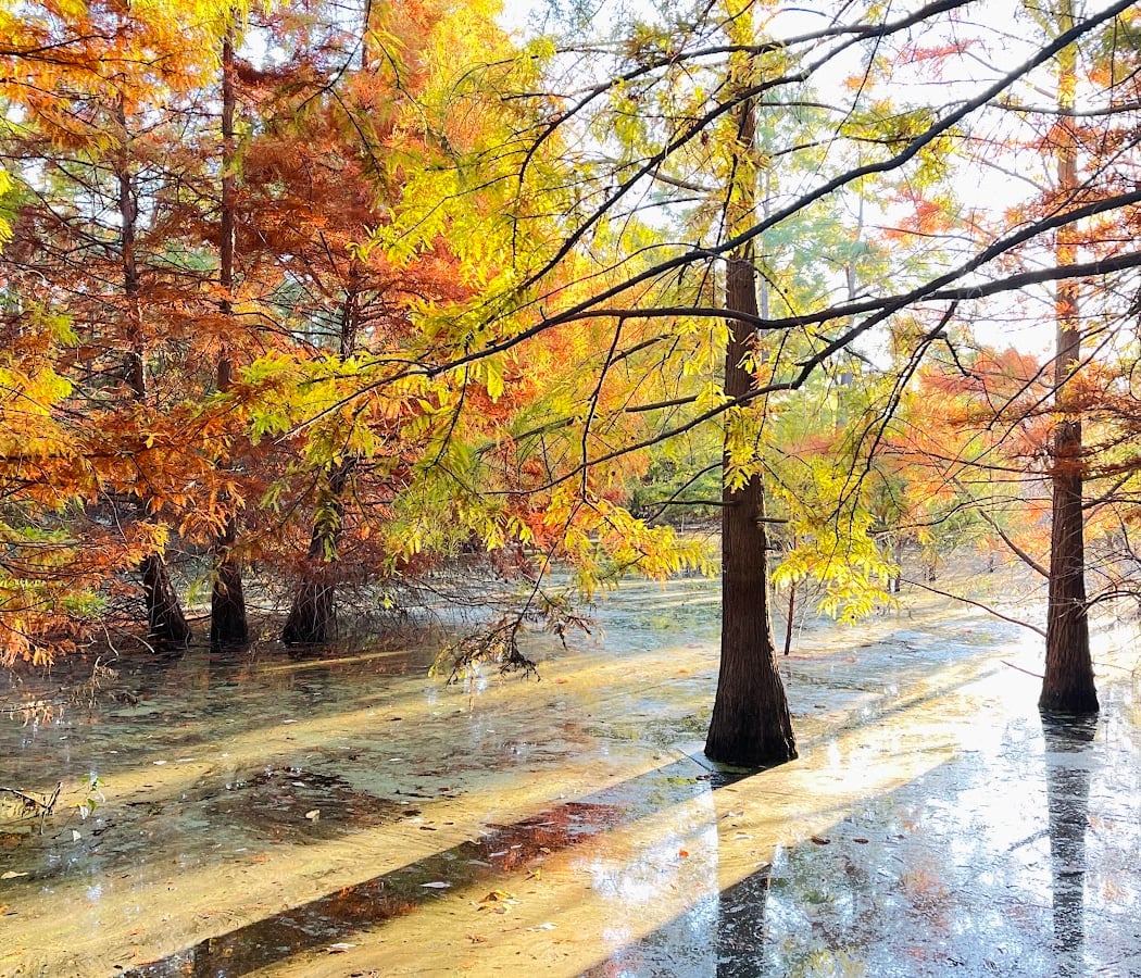 Cypress Grove 1