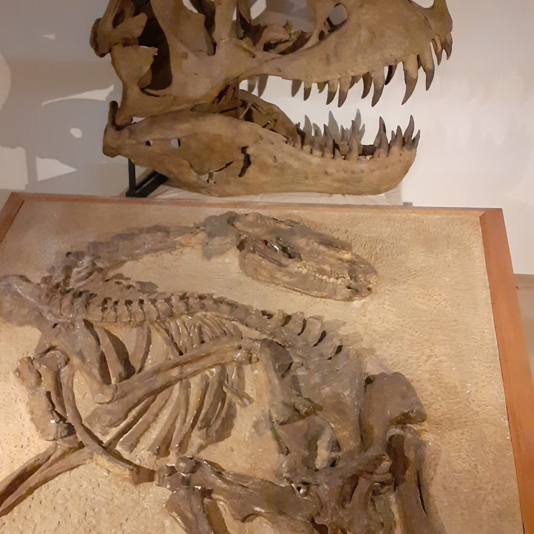 Musée Requien 3