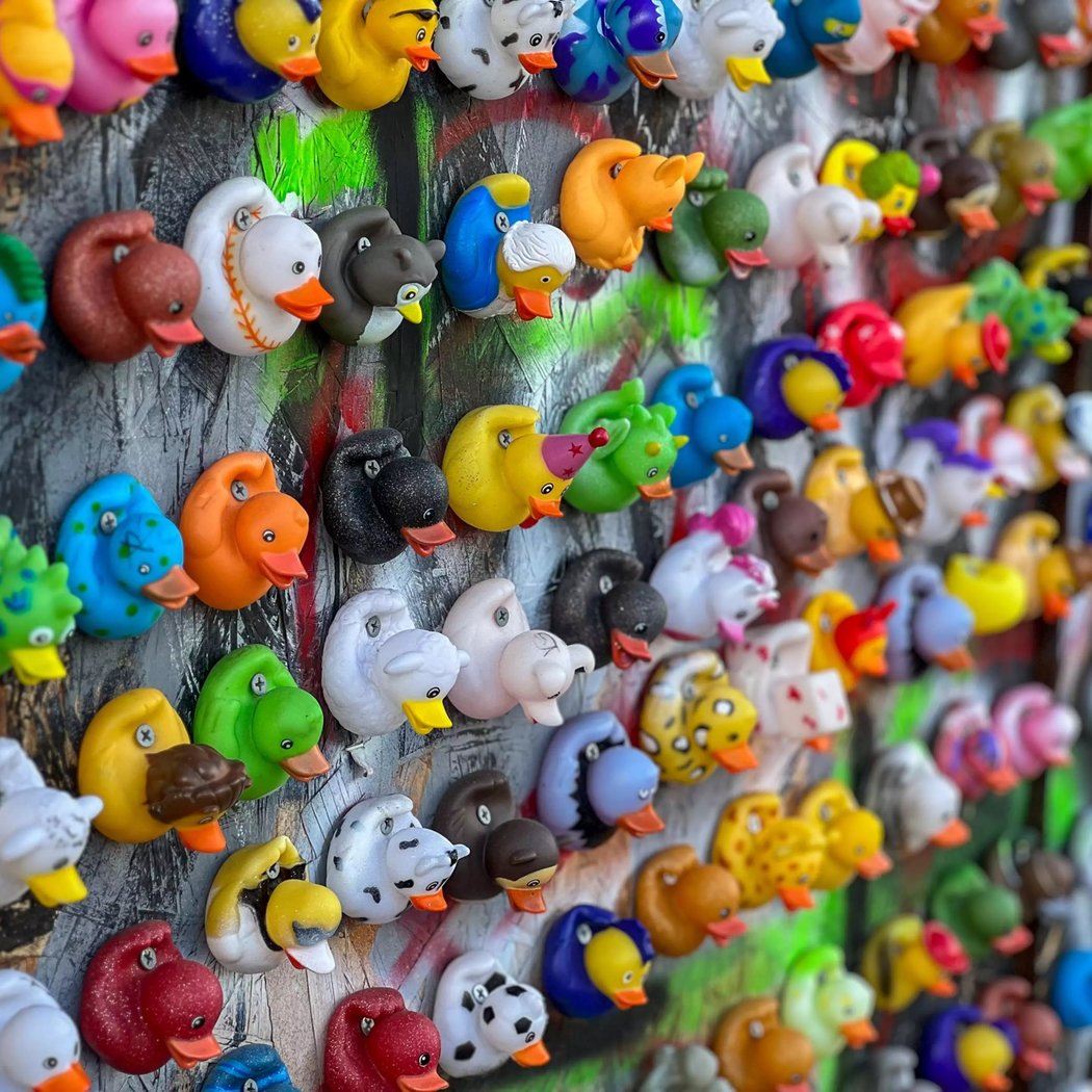Duck Wall 1