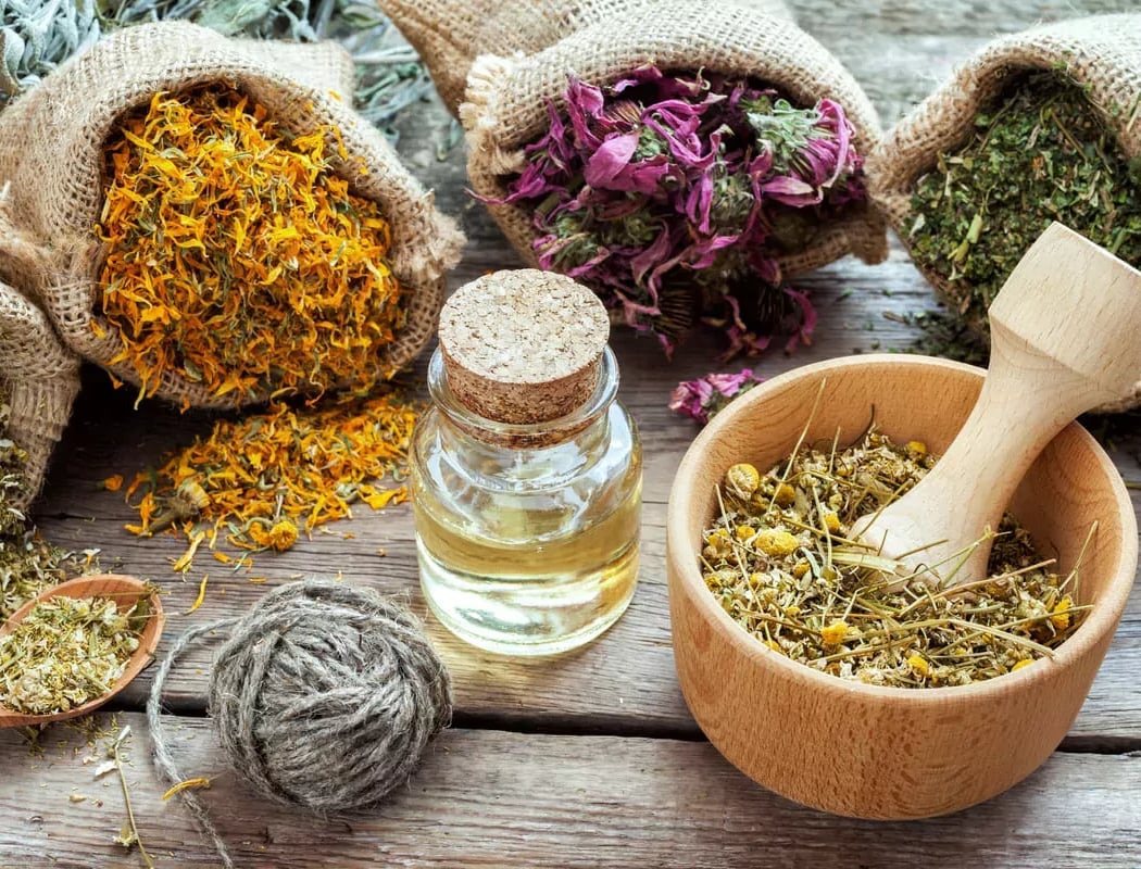 Balade découverte des plantes comestibles et médicinales 3
