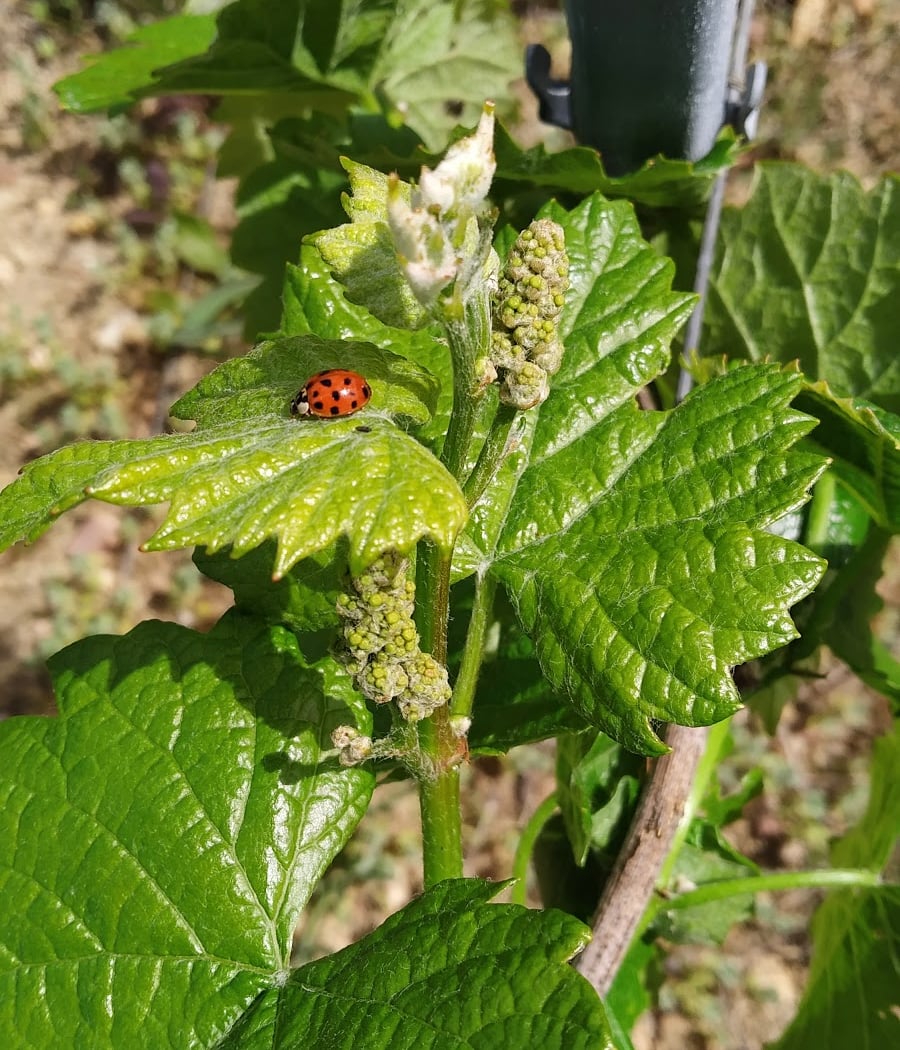 Domaine des Cognettes 3
