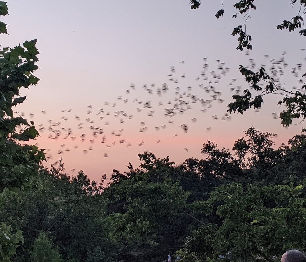 Waugh Drive Bat Colony 1
